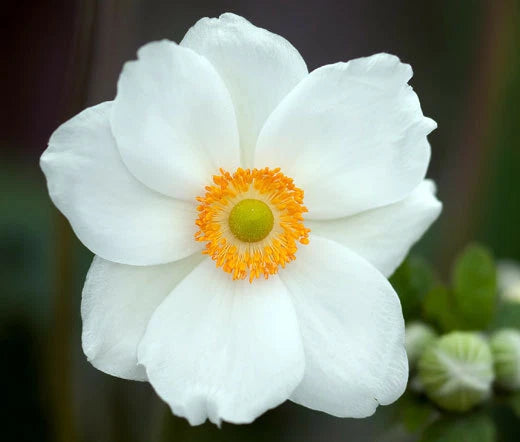 Anemone Madonna Anemone Sylvestris – Hardy Garden Flower Seeds