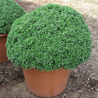 Dwarf Greek Basil – Dwarf Herb Seeds for Planting