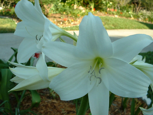 Crinum Lily Powellii – Garden Flower Seeds