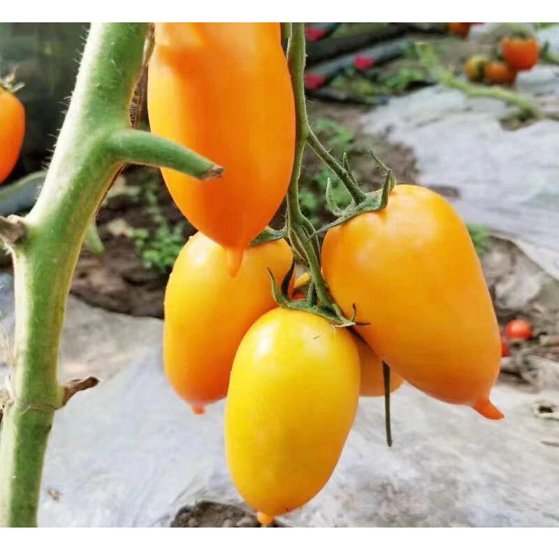 Italian Roma Tomato Lycopersicon Lycopersicum – Vegetable Seeds