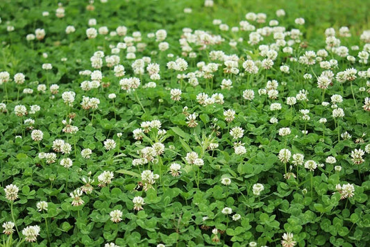 Dutch White Clover – Ground Cover Flower Seeds