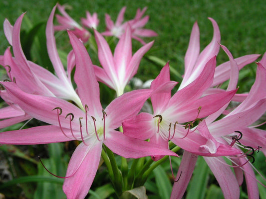 Crinum Lily Hannibal S Dwarf Large Near Blooming-size Bulb - Flower