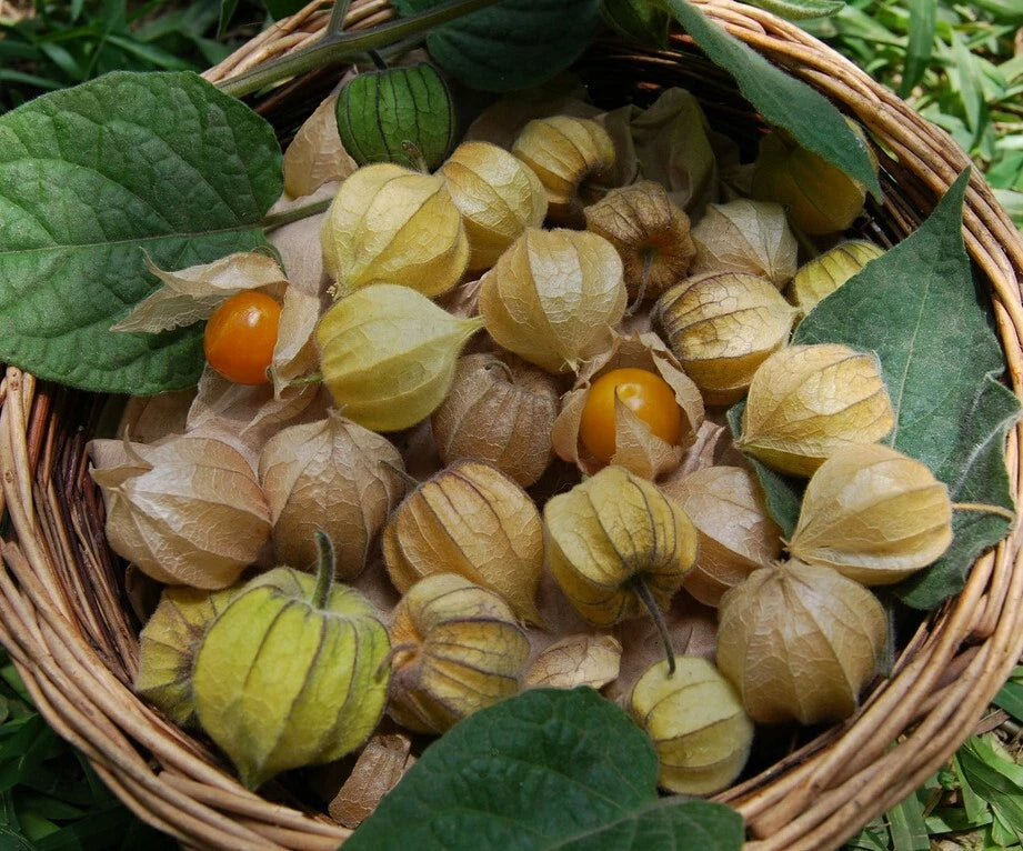 Ground Cherry Physalis Peruviana – Cape Gooseberry Vegetable Seeds