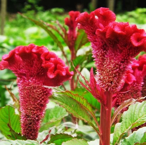 Cockscomb Celosia Cristata Colorful Garden Flower Seeds
