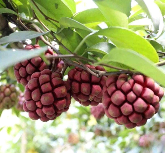 Kadsura Coccinea Hardy Ornamental Fruit Vine Seeds
