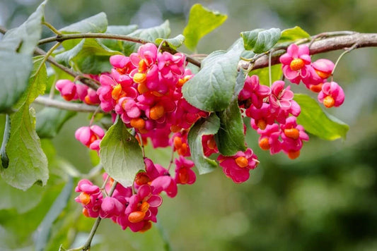 Spindle Tree For Planting Euonymus Latifolius – Flower Seeds Perennial – Product Image