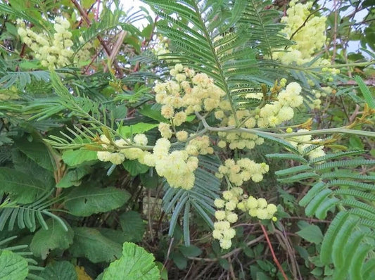 Black Wattle Acacia Mearnsii Nitrogen Fixing Tree Shrub Seeds