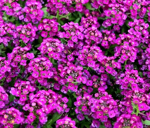 Alyssum Purple Royal Carpet Lobularia Maritima – Hardy Ground Cover Flower Seeds