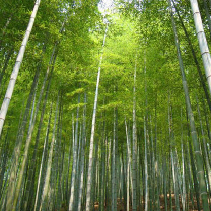 Moso Bamboo Seeds – Hardy Flower Seeds