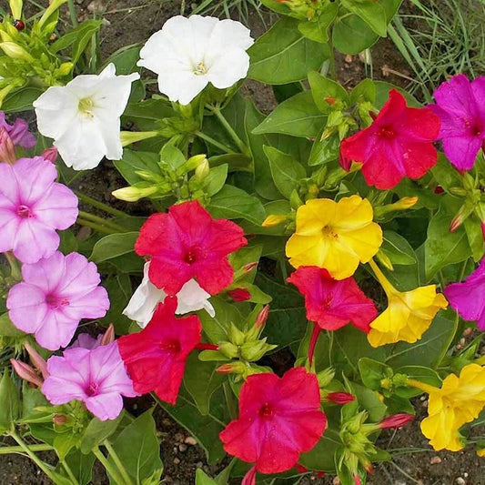Mixed Four O'Clock – Colorful Wildflower Garden Seeds