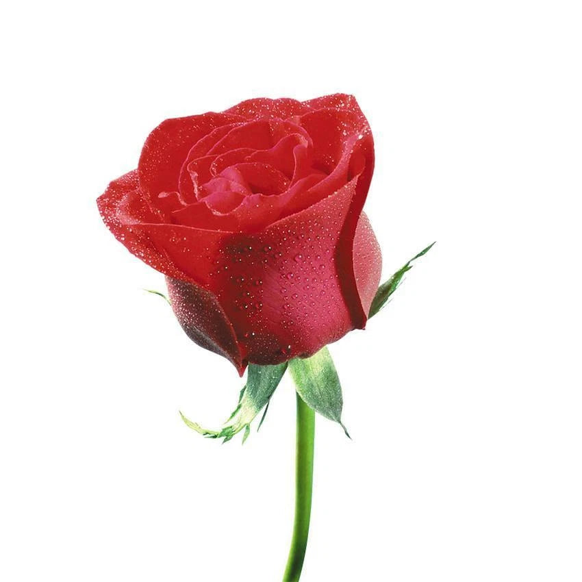 Mixed Color Rose – Perennial Garden Flower Seeds