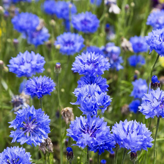 Tall Blue Bachelor Button Cornflower – Colorful Wildflower Seeds
