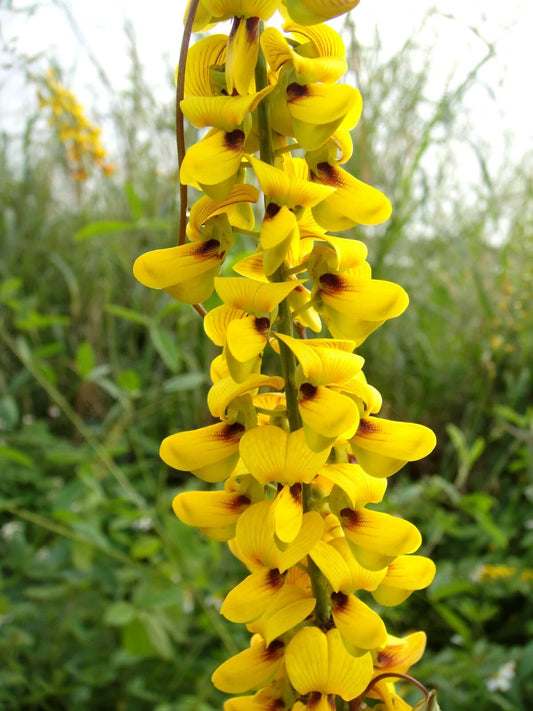 Crotalaria Pallida – Rattlepod Perennial Herb Seeds