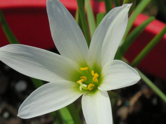 Rain Lily Habranthus Magnoi 1 Bulb New Rare Zephyranthes