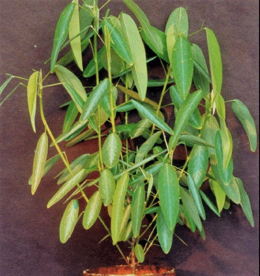 Codariocalyx Motorius Telegraph Dancing Plant Seeds
