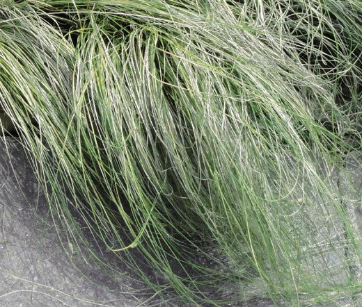 Sedge New Zealand Hair Amazon Mist Carex Comans – Ornamental Grass Seeds