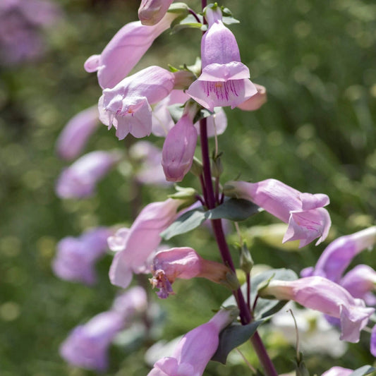 Large Flowered Beardtongue Penstemon – Colorful Wildflower Garden Seeds