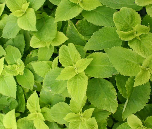Coleus Versa Lime Solenostemon Scutellarioides – Colorful Garden Flower Seeds