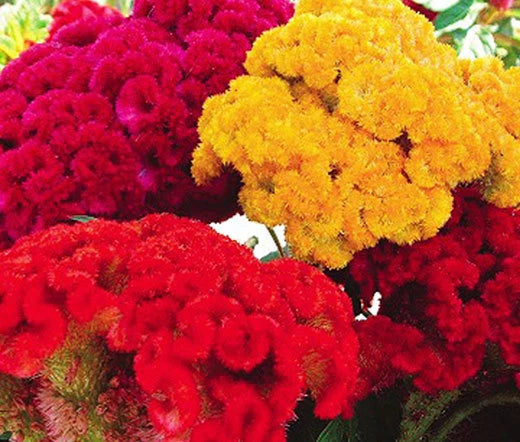 Cockscomb Mixed Colors Dwarf Celosia Cristata Nana Jessica – Colorful Garden Flower Seeds