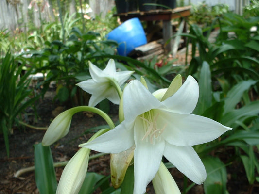 Crinum Lily Princess – Garden Flower Seeds