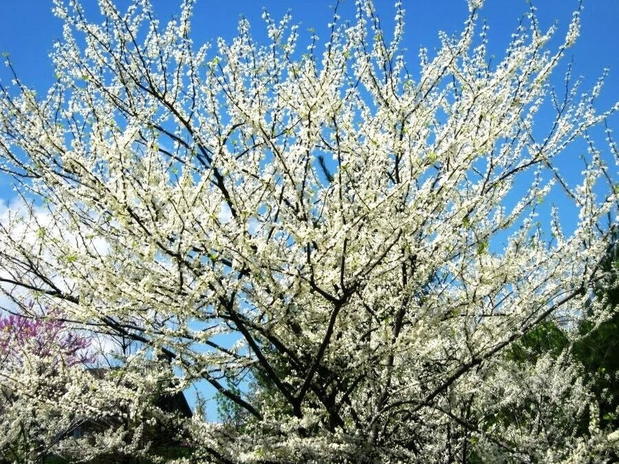 Alba Redbud Cercis Chinensis – Flowering Tree Seeds