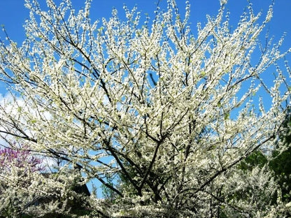 Alba Redbud Cercis Chinensis – Flowering Tree Seeds