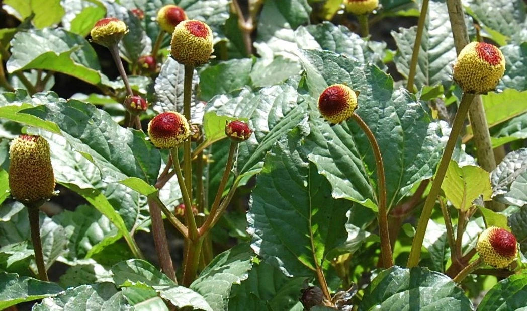 Toothache Herb Spilanthes Flowering Culinary Herb Seeds