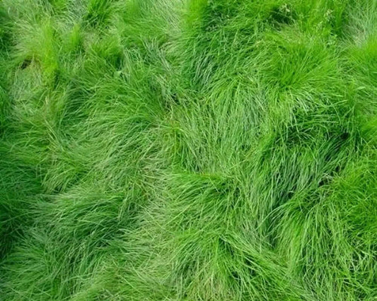 , Creeping Red Fescue Seeds For Planting Festuca Rubra