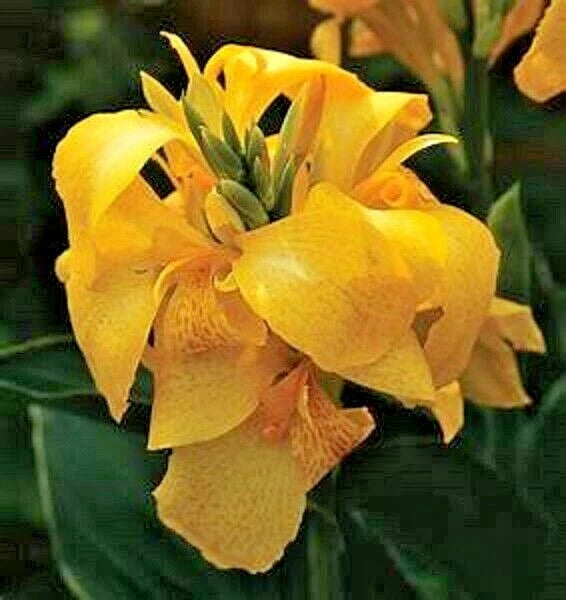 Yellow Cannova Canna Colorful Perennial Flower Seeds