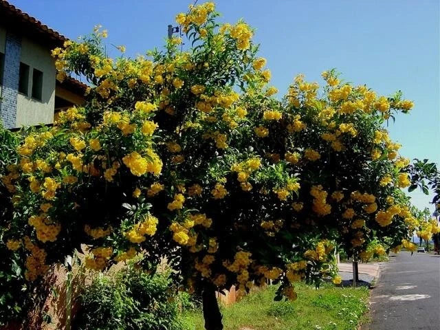 Yellow Elder Tecoma Stans Trumpet Flowering Tree Seeds