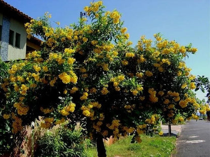 Yellow Elder Tecoma Stans Trumpet Flowering Tree Seeds