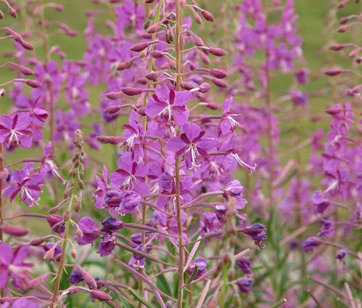 Fireweed Epilobium Angustifolium Colorful Perennial Flower Seeds