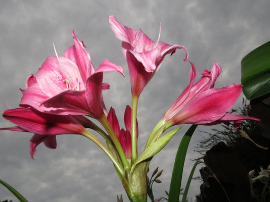 Crinum Lily Carnival Small-size Bulb New Stunning - Flower Seeds