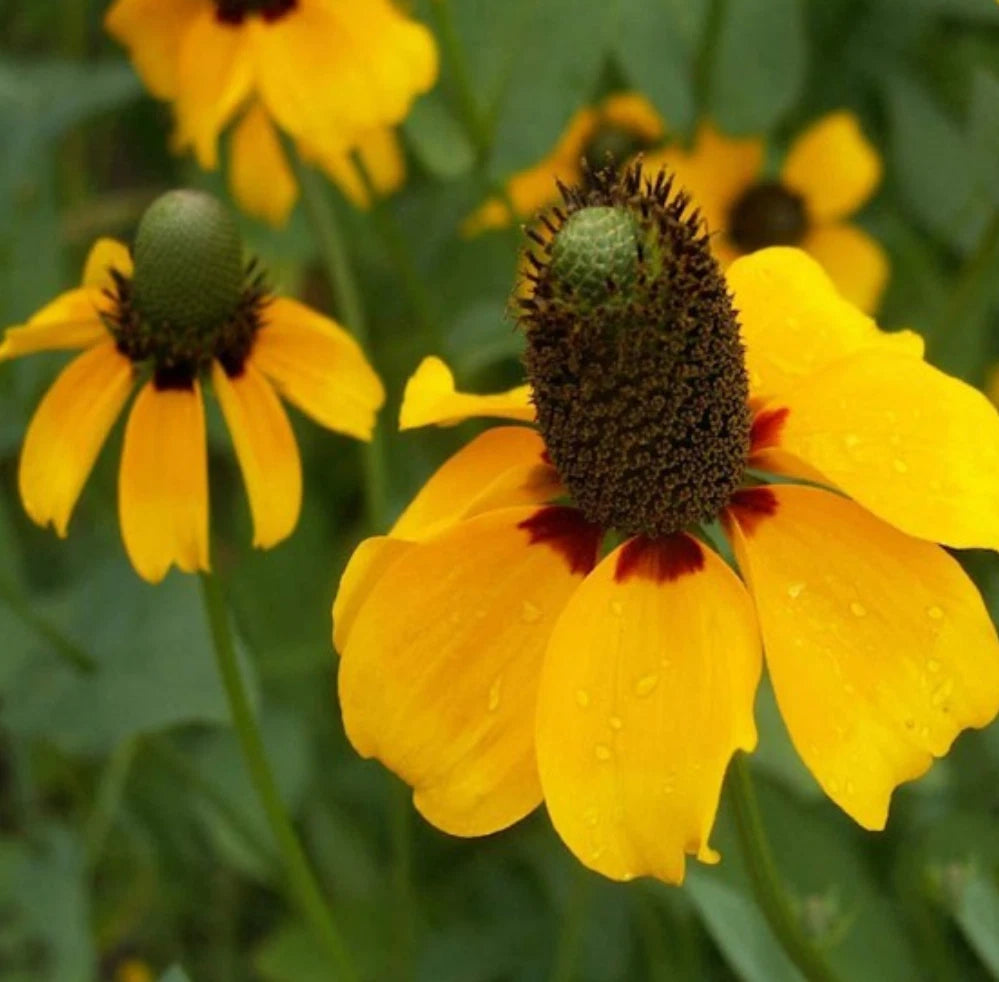 Yellow Coneflower Clasping Leaf Perennial Wildflower Seeds