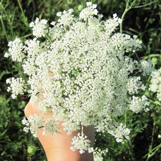 Bishop’s Flower Ammi Visnaga – Perennial Garden Flower Seeds