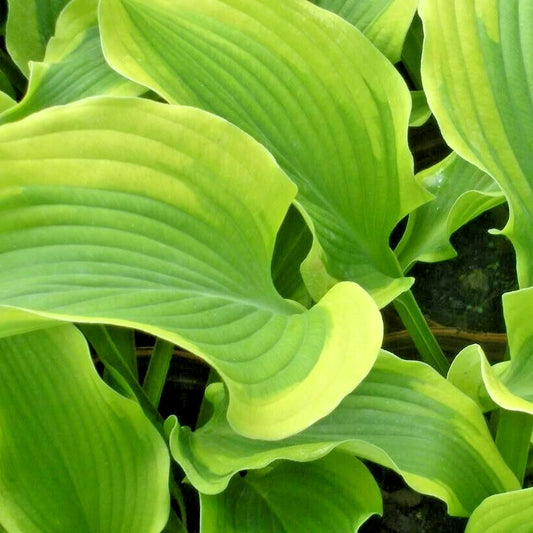 Atlantis Hosta Hosta Sieboldiana Perennial Garden Flower Seeds
