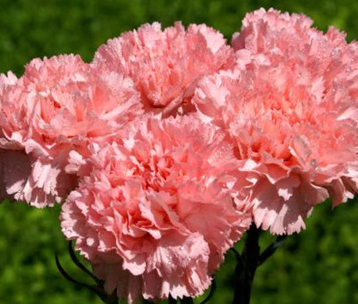 Carnation Grenadin Rose Dianthus Caryophyllus – Compact Garden Flower Seeds