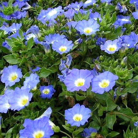 Nolana Paradoxa Chilean Bellflower Blue Wildflower Seeds