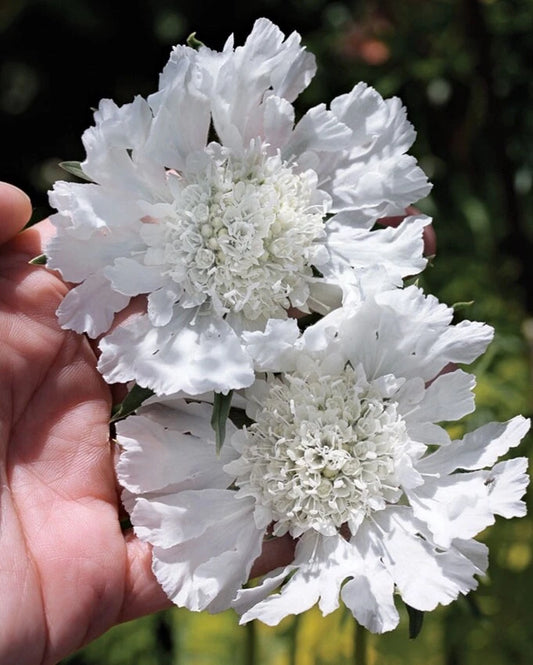 White Scabiosa Pincushion Flower Perennial Garden Flower Seeds