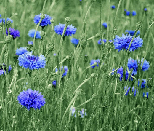 Cornflower Bachelor’s Button Blue Centaurea Cyanus – Vibrant Garden Flower Seeds
