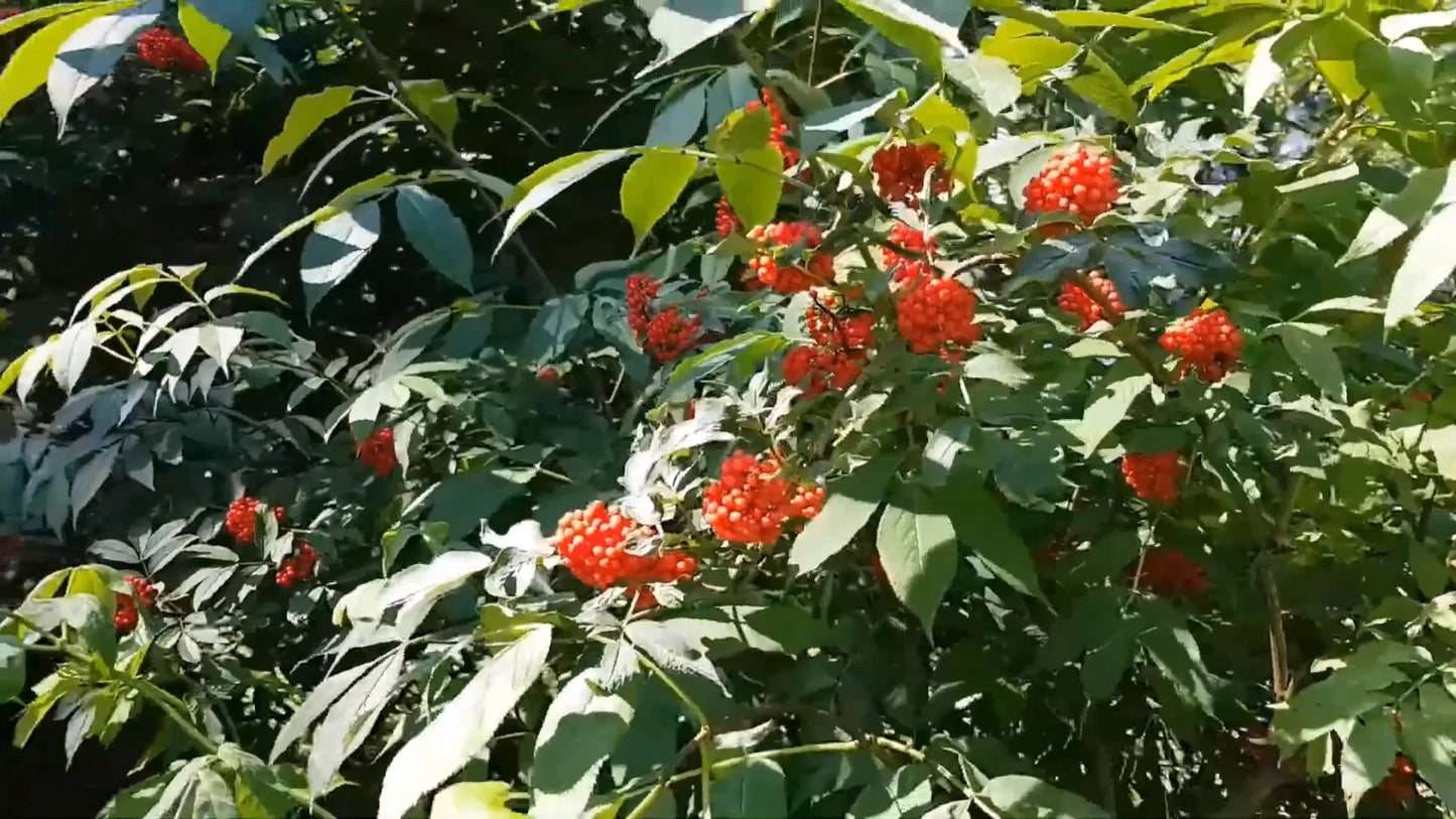 Red Elderberry Sambucus Racemosa – Cold Hardy Perennial Shrub Seeds