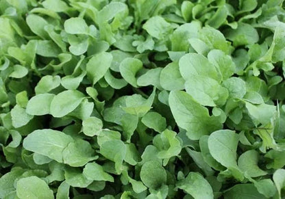 Corn Salad Mache – Garden Flower Seeds