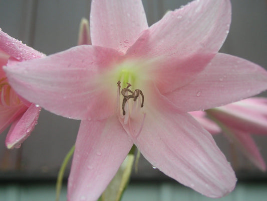 Crinum Lily Pink – Garden Flower Seeds
