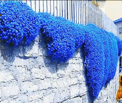 Blue Creeping Thyme – Ground Cover Herb Seeds