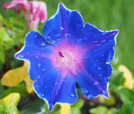 Morning Glory Japanese Blue Picotee Ipomoea Nil – Climbing Garden Flower Seeds