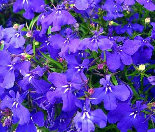 Lobelia Blue Mrs Clibran Lobelia Erinus – Colorful Garden Flower Seeds
