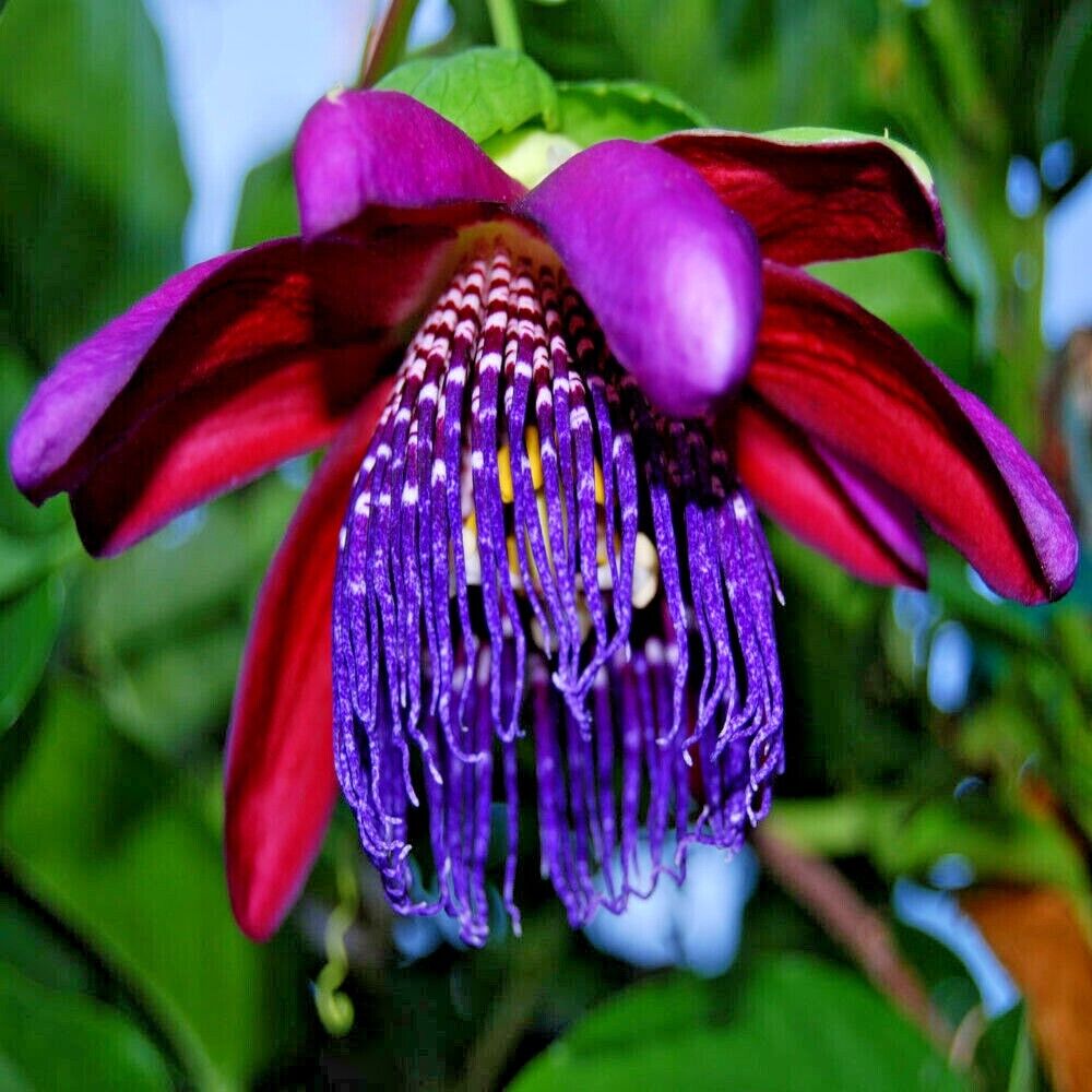 Passiflora alata Seeds – Winged-Stem Passion Flower, Heirloom, Non-GMO, Tropical Climbing Vine
