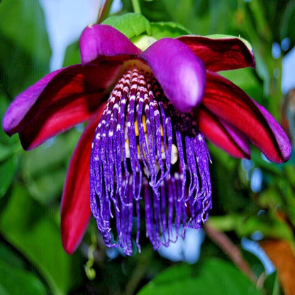 Passiflora alata Seeds – Winged-Stem Passion Flower, Heirloom, Non-GMO, Tropical Climbing Vine