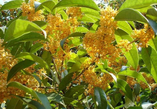 Osmanthus Fragrans Yellow Flower Seeds for Planting