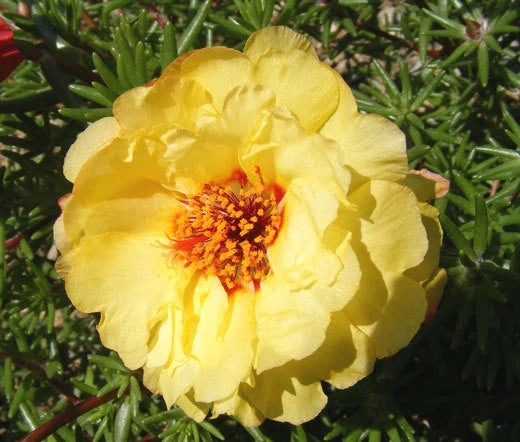 Moss Rose Yellow Portulaca Grandiflora – Colorful Garden Flower Seeds